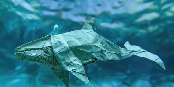Día Mundial de las Ballenas y los Delfines: pequeños gestos para proteger a los gigantes del océano