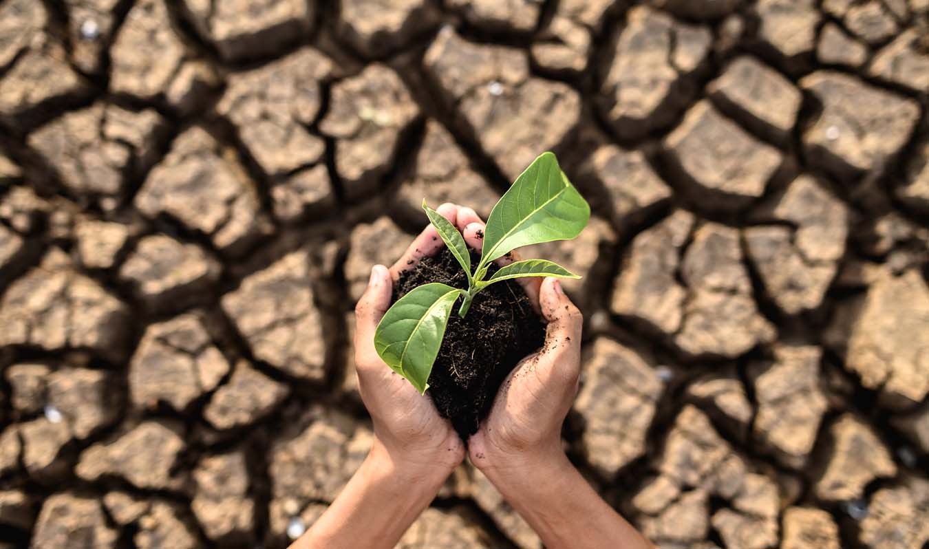 Día Mundial de la Conservación del Suelo: cómo cuidarlo desde casa y tu alimentación